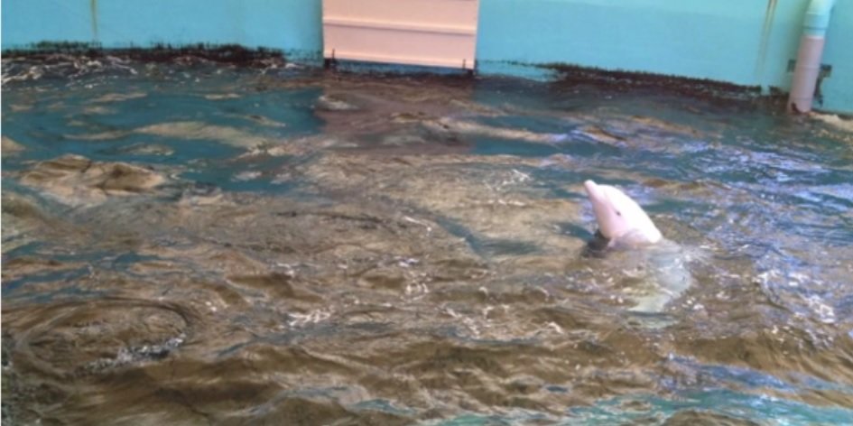 Trapped in a small dirty tank, no oceans to race through, no family to interact with, no happiness #WOWvTaiji  wowvstaiji.com