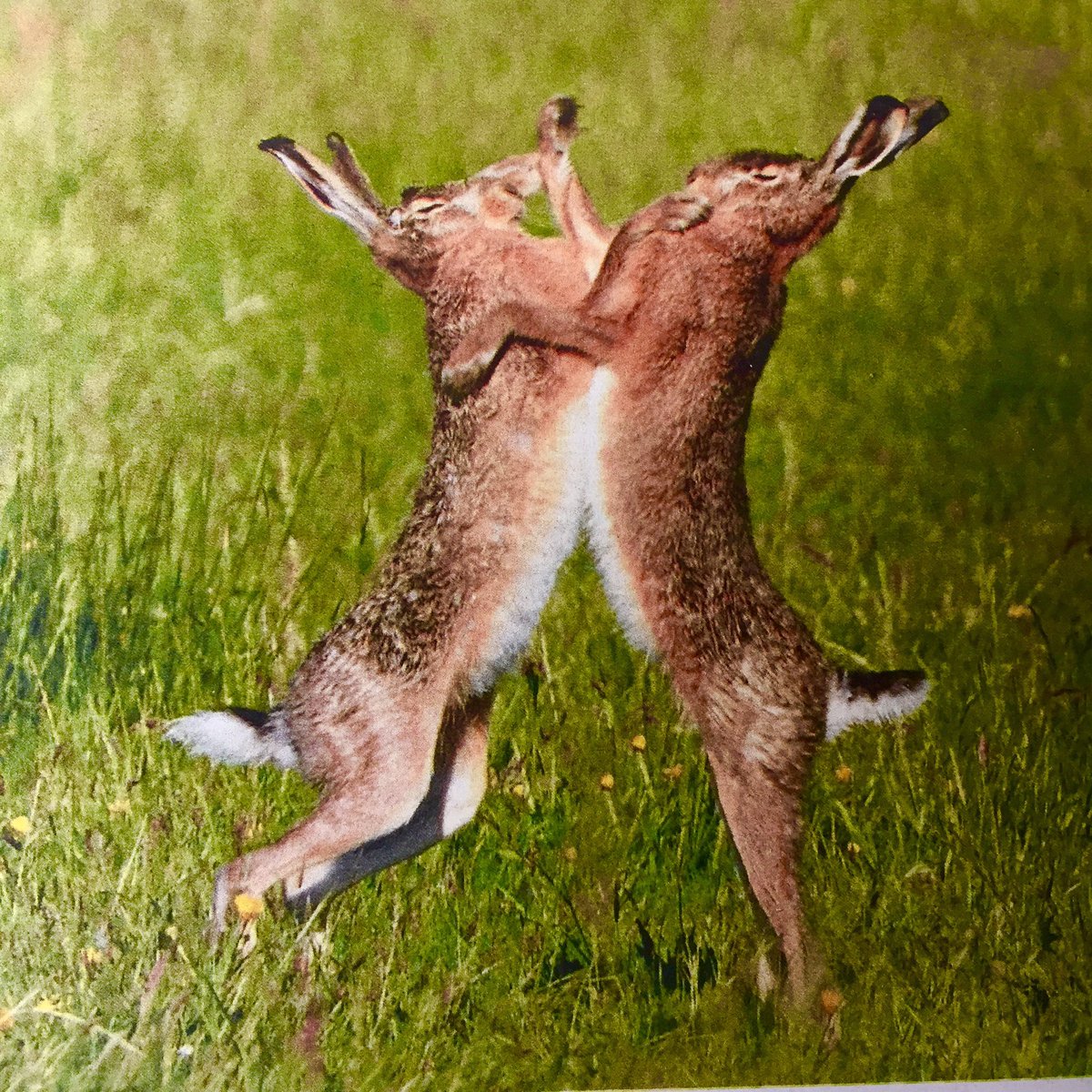 infopodaa's tweet photo. 'K zag twee hazen, zo met Pasen..... https://t.co/bG0gvrOTVG