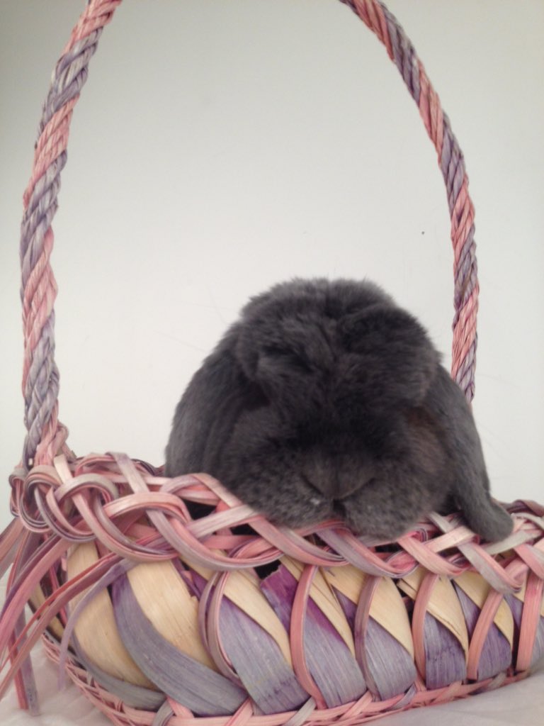 May your #Easter #weekend be full of bun bun kisses! #EasterBunnyReplacements #easterbunny #houserabbit #pets