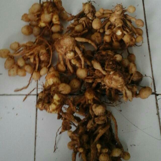 ThienkerBell's tweet photo. Free ongkir seluruh indonesia, Kunyit putih segar Rp 55.000 hny blnj di Shopee  https://t.co/02Y0cOFaWA #ShopeeID https://t.co/0pj1SA1lBI