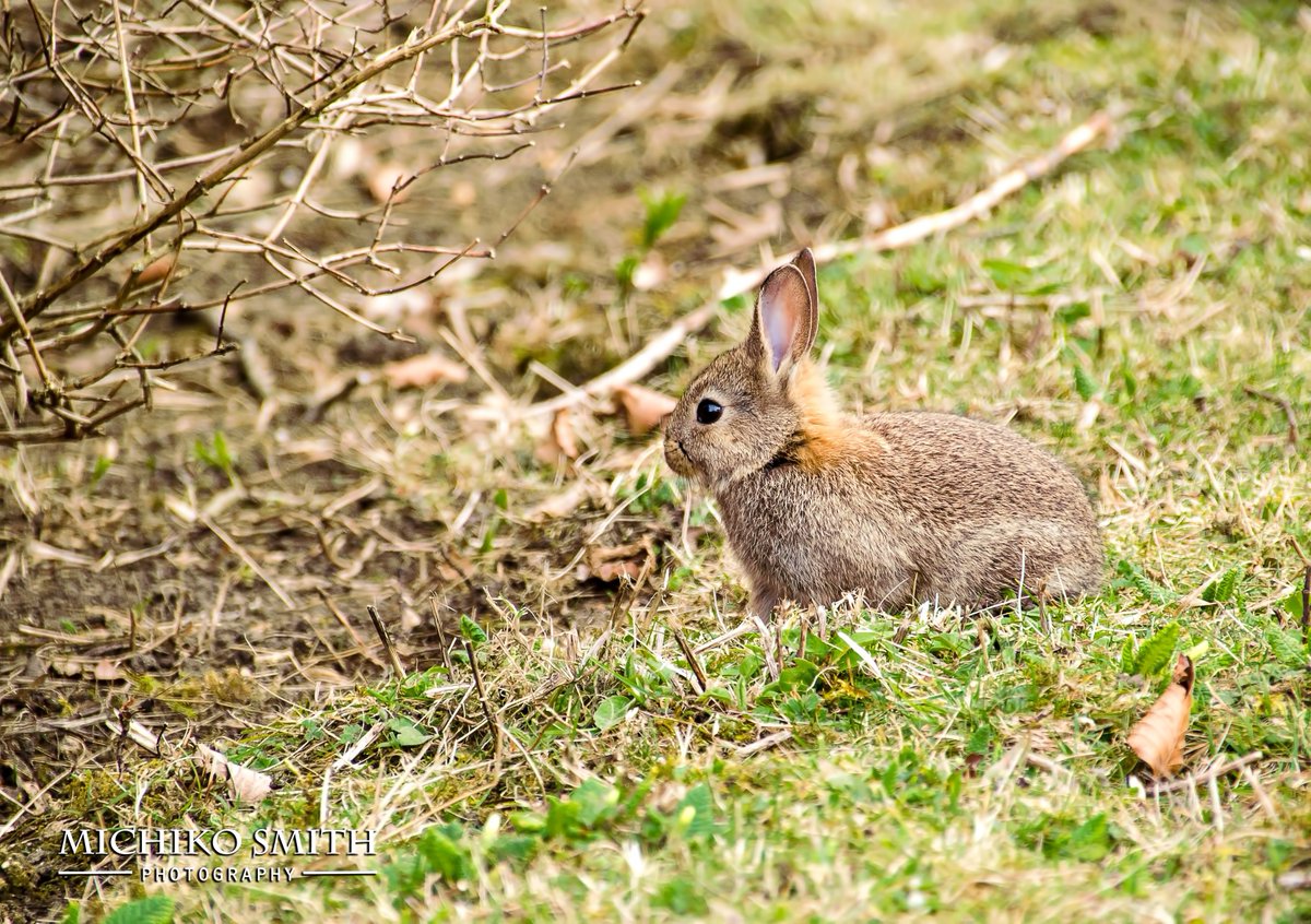 <a href="/Welcome2Yorks/">Welcome to Yorkshire</a> <a href="/Yorkshire_IP/">Yorkshire In Photos</a> <a href="/Yorkshire_Life/">Yorkshire Life</a> <a href="/VisitHelmsley/">VisitHelmsley</a> <a href="/AP_Magazine/">Amateur Photographer</a> Happy #Easter! #spring #daffodil #bunny