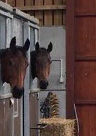 DontTouch110's tweet photo. Me and my pal Alben Star what a #LingfieldLegend. Hope I can run as well as him this year. https://t.co/C6Gfu0OMjB