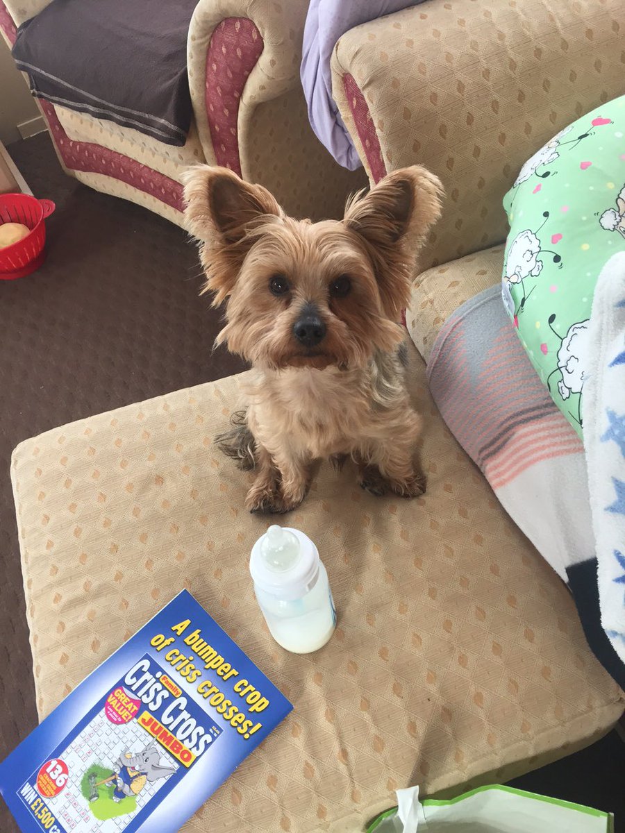 MylotheYorkie's tweet photo. @paddyscousedog @ctinebean @TzuKingdom he a big fatty now BOL wook. An ere's me mindin iz bottle fur im tryna 👅 it! https://t.co/VGKc4UqVMC