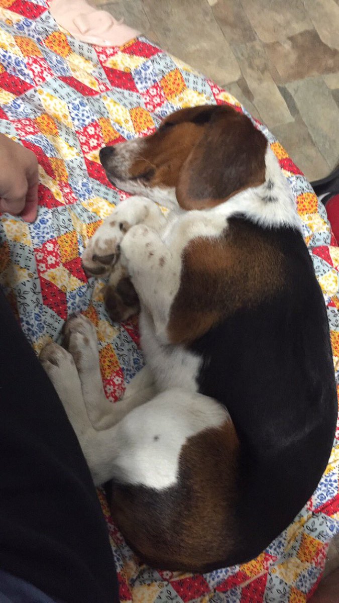 cierabrooke_'s tweet photo. Rest easy little man. You will be so very missed 💔 https://t.co/QWVhrcmHPr