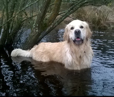 FurzeyRetriever's tweet photo. The day after Good Friday is known as 'Standing In A Pond Saturday'. #SIAPS
I hope everyone celebrates it! https://t.co/O0LynZJK8k