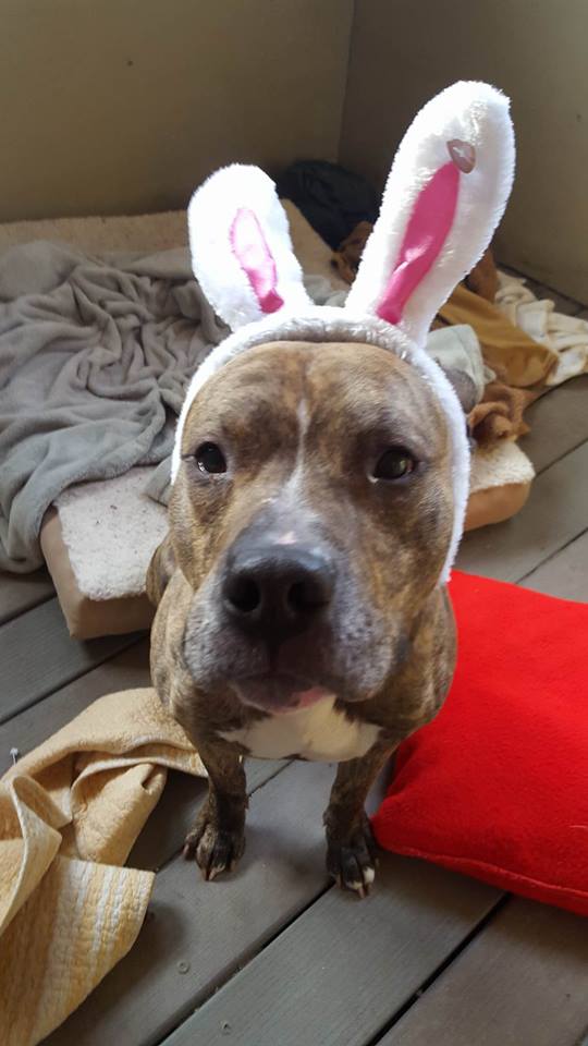 goodnessgrvy's tweet image. Abandoned Pup Left To Fend For Himself, Praying For His Easter Day Miracle  ow.ly/ZXlX7 #goodnessgrvy