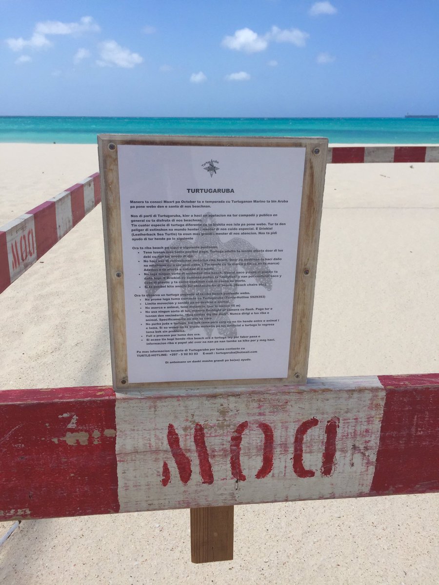 HBidaoui's tweet image. #seaturtlenesting in #Dushi terra @aruba