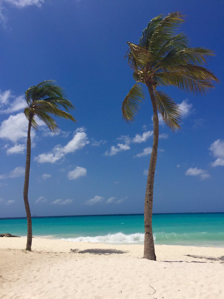 HBidaoui's tweet image. #seaturtlenesting in #Dushi terra @aruba
