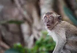 Akfunhouse's tweet photo. Want to see my monkey #SpeedDatingPickupLines #hashtagriot @TheHashtagGame https://t.co/ViOFD1eo58