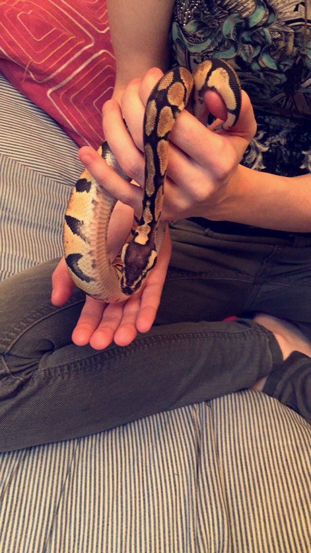 stevieG174's tweet photo. So I'm now the proud owner of a black pastel Royal 🙈😍😬 https://t.co/WA0NPTJSsk