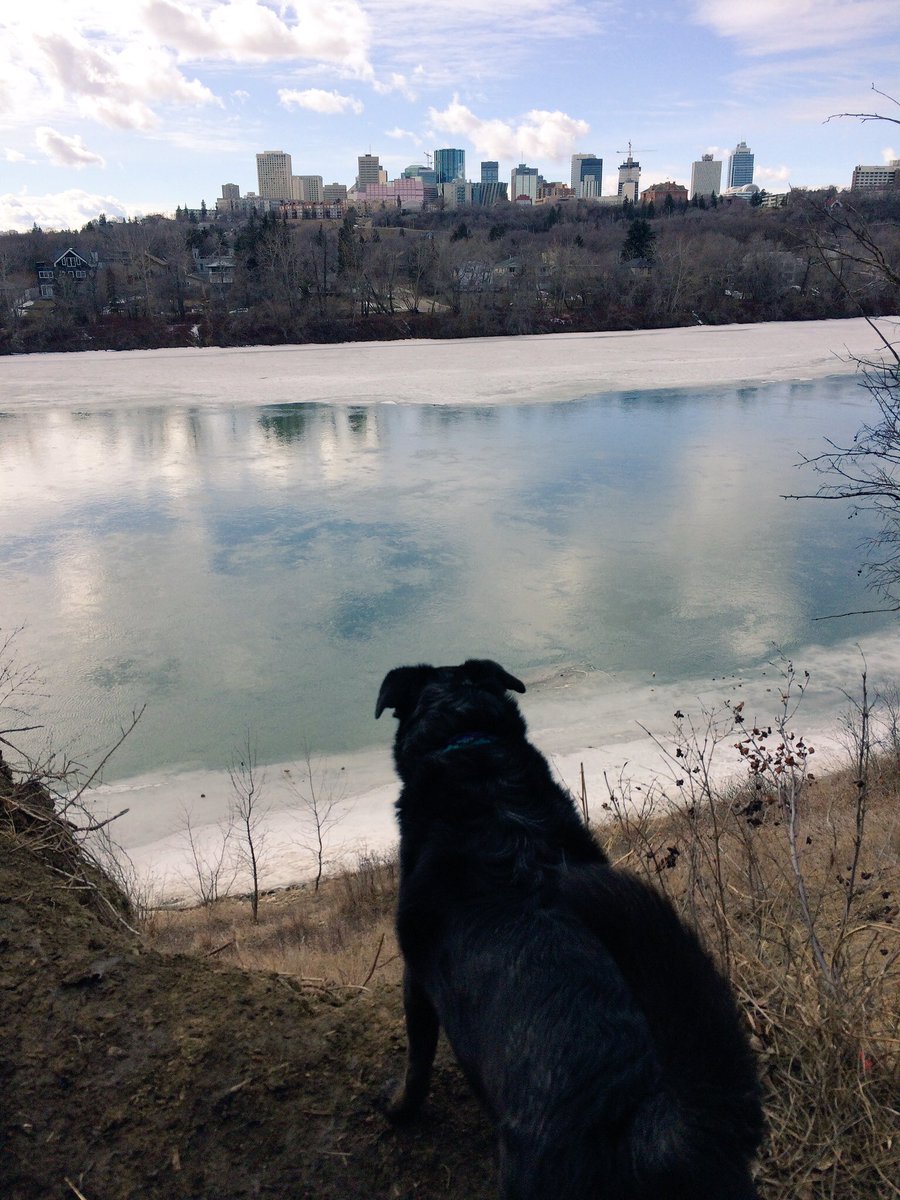Coffee_Baileys's tweet photo. She's at it again - she finds the best views in #yeg! #goodeye #dogslife #skyline #keepingwatch https://t.co/Hw1uctljWA