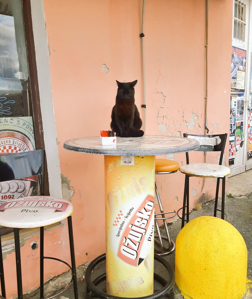 yayajinx's tweet image. gonzo trazi glumce 😂 #catcasting #cats #solodrinker