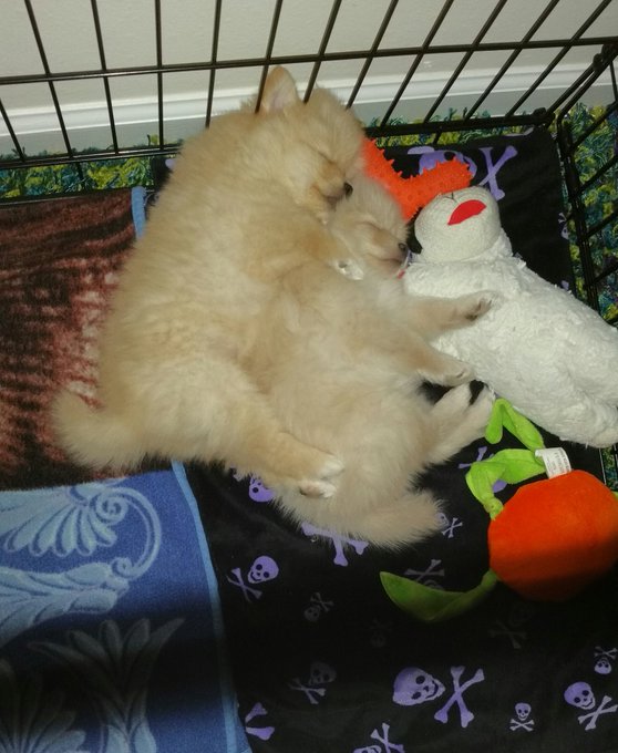 Dexter and hope we're cuddle buddies last night. Hope is the little spoon :) https://t.co/tg4a80KA9X<a href="/tag/inspiresleep"class="tags"><span>#inspiresleep</span></a>