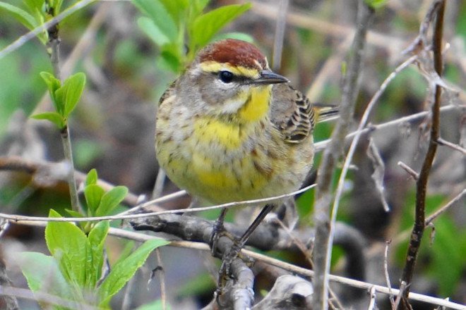BirdWatchingMagazine tweet media