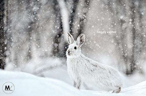 WestboroStudio's tweet image. Happy Easter to you all! @ValbergImaging @LindseyGibeau @mivphotography @ThronePhoto