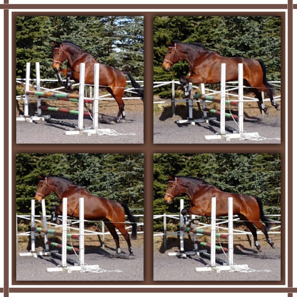 resmark88's tweet image. Den gamle han kan än 💖 💖 

18år och hoppar 95cm oxer 🌟 🌟