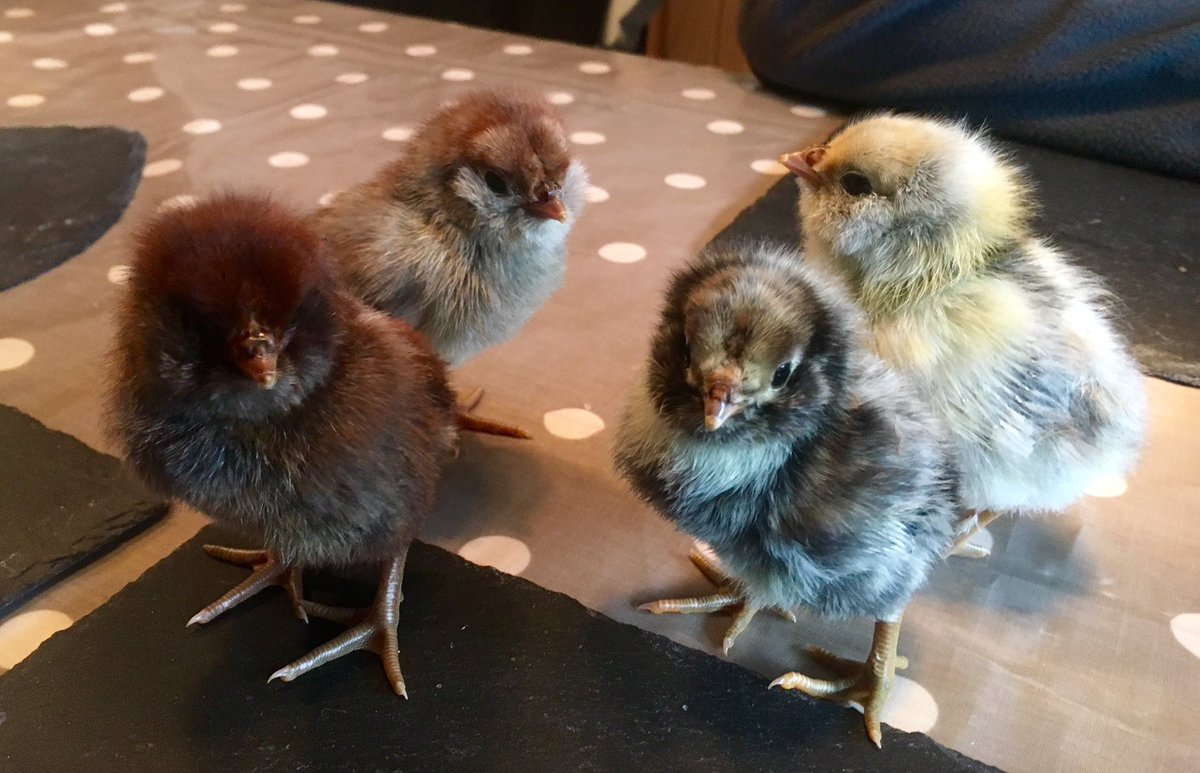 NagsHeadFarm's tweet photo. Cute overload with the Owlbeards today. #Owlbeard #uilebaard https://t.co/uhrjpDbkas