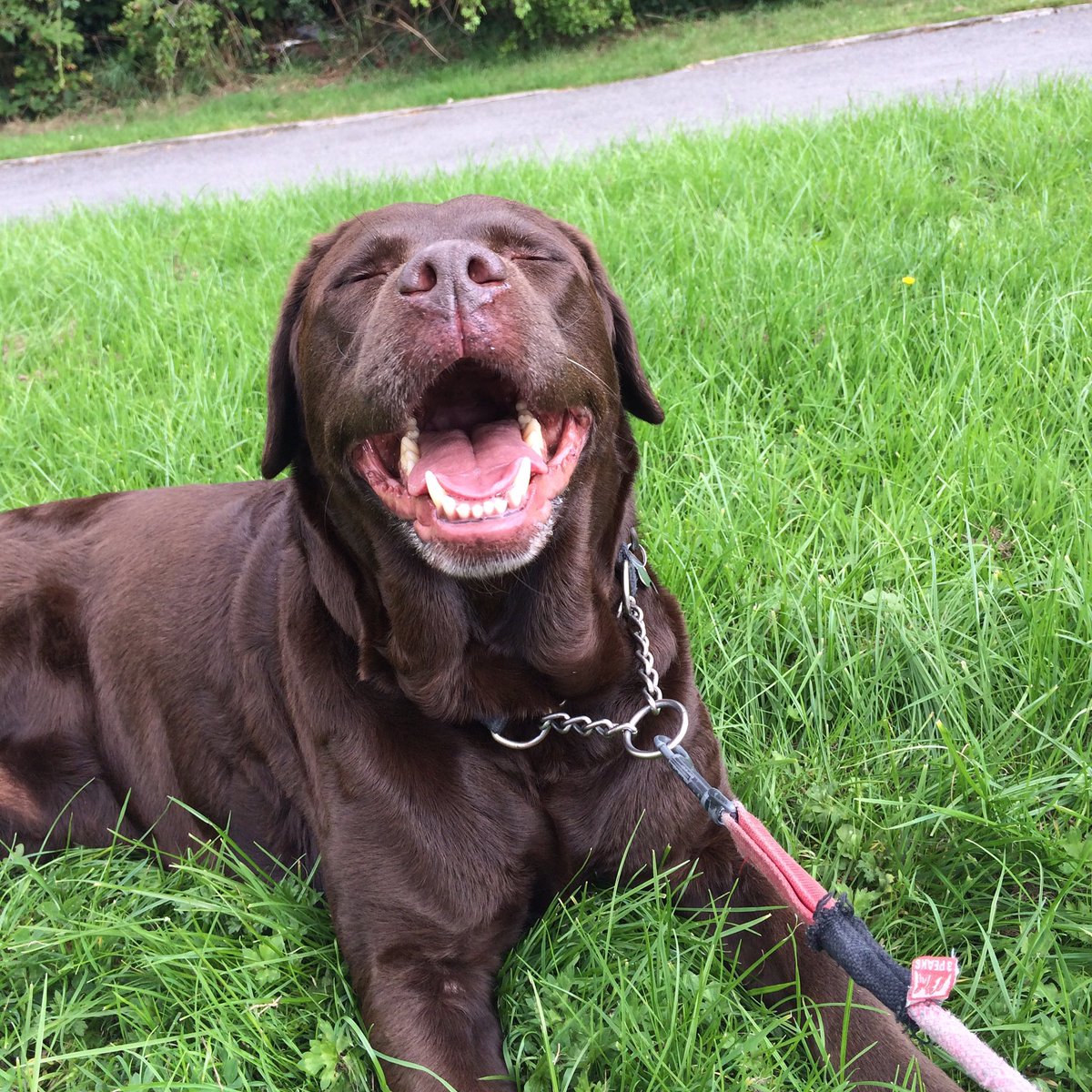 Ruby_Choc_lab tweet picture