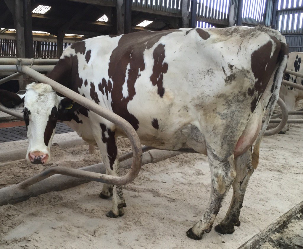ortongrange's tweet photo. OG Snow Dancer Red due June to @ukwwsires McCutchen, 1st lactation project 9489kg 4.36bf & 3.48p ๐ค๐ #variantred ๐ฎ https://t.co/QZvUuInP7i