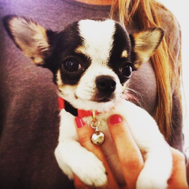 YuridiaVvallejo's tweet photo. Feed the Beast @max_cotas #perros #perroschile #doglover #pet #petlover #maxcotas #max_cotas #chihuahua #chihuahua… https://t.co/rzs5DYIeqI