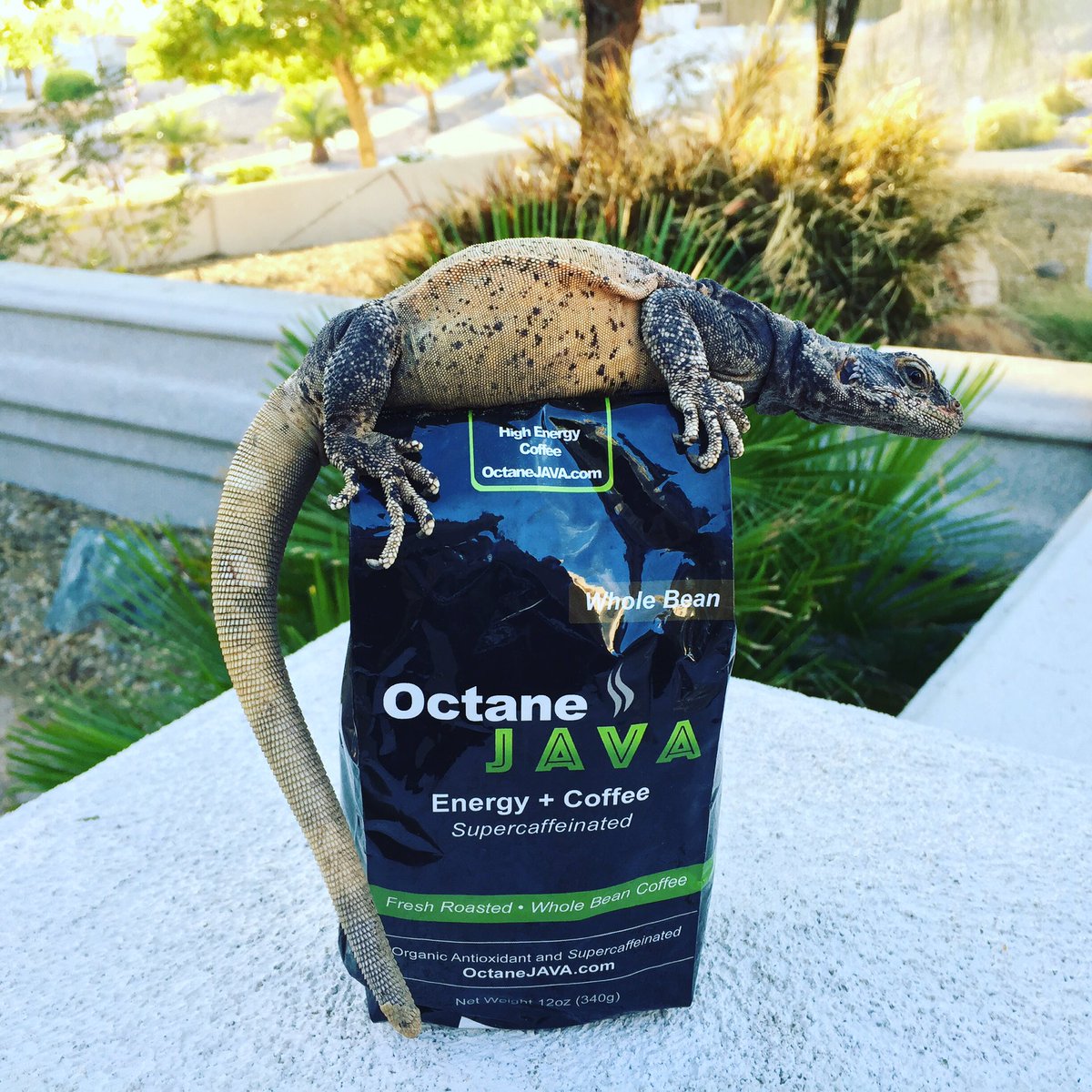 OctaneJava's tweet photo. Special Delivery received by another Happy customer....Lizards Rule https://t.co/cr6B2XLsn8