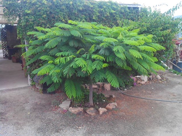 Casa Don René on Twitter: “Pronto se convertirá en un adulto: árbol del
