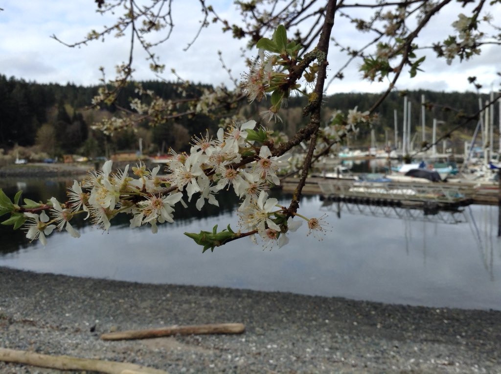 QuadraIsland Tourism tweet media