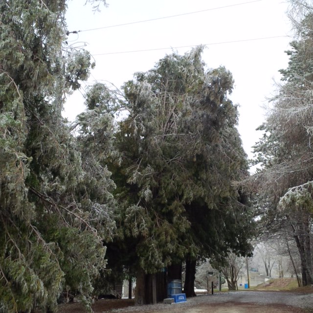 HydroOne's tweet photo. Crews hard at work in Listowel clearing lines and equipment from icy draped trees to restore power to 1953 customers https://t.co/7nicb6ZpJ1