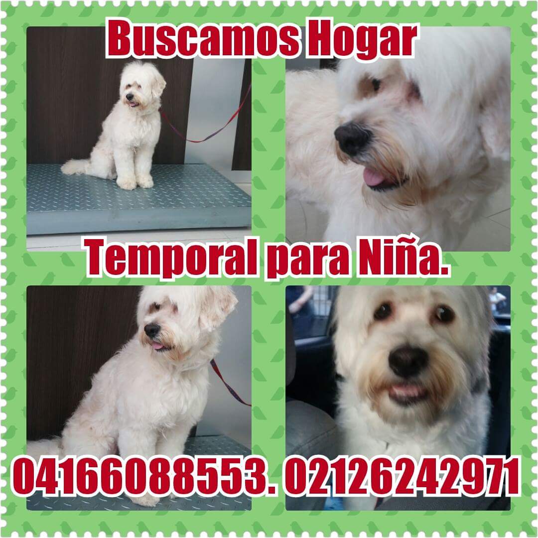 URGENTE hogar temporal o definitivo para Niña. Caracas. 0212-6242971