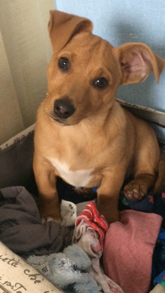 cecil_pup's tweet photo. What do u meanz this isn't my bed?!🐾 https://t.co/DbX7N8wmVh