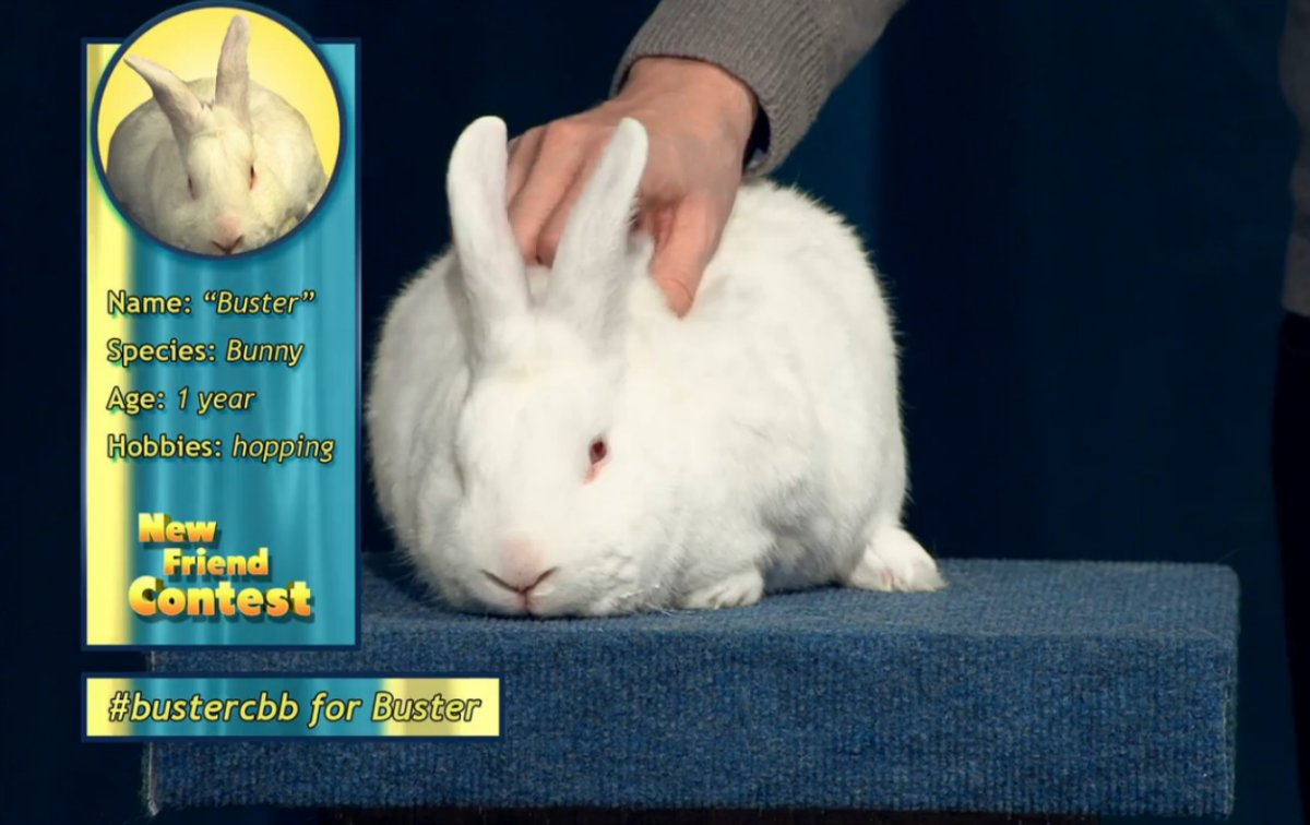 ComedyBangBang's tweet photo. Easter weekend: A good time to remind you of our new friend contest. Did you vote? #babycbb #bustercbb #pluckycbb https://t.co/Xjv3Krwrnm