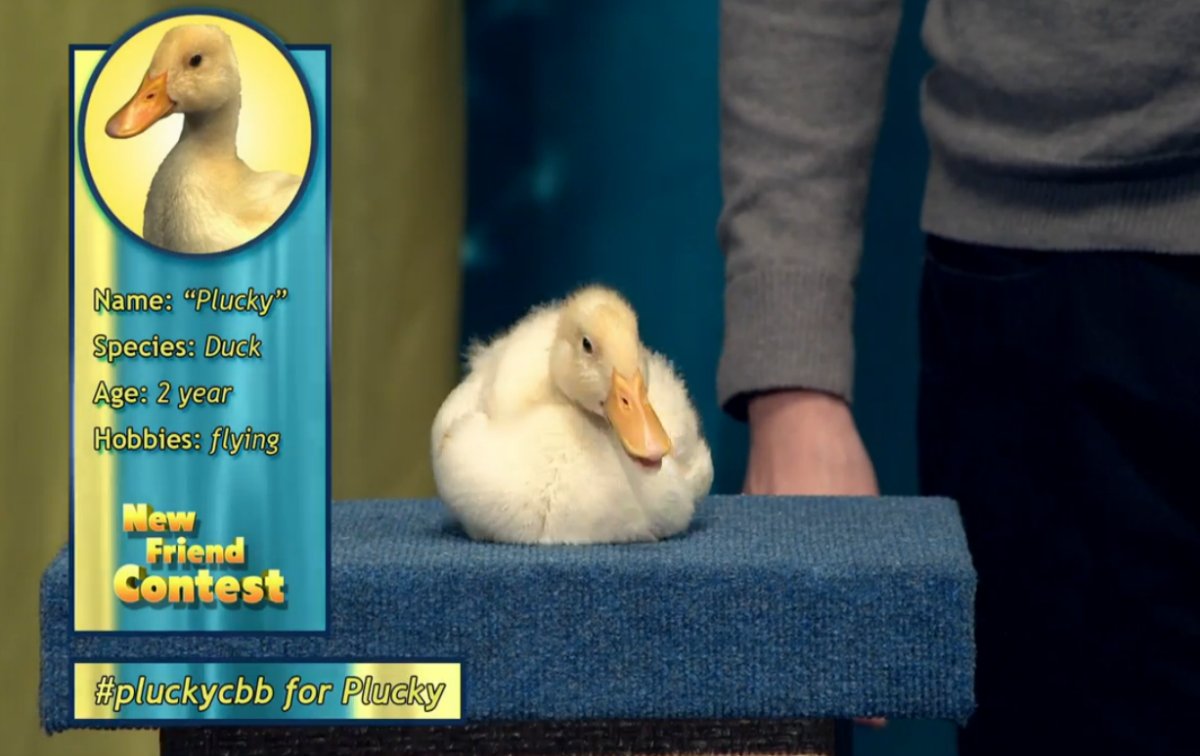 ComedyBangBang's tweet photo. Easter weekend: A good time to remind you of our new friend contest. Did you vote? #babycbb #bustercbb #pluckycbb https://t.co/Xjv3Krwrnm