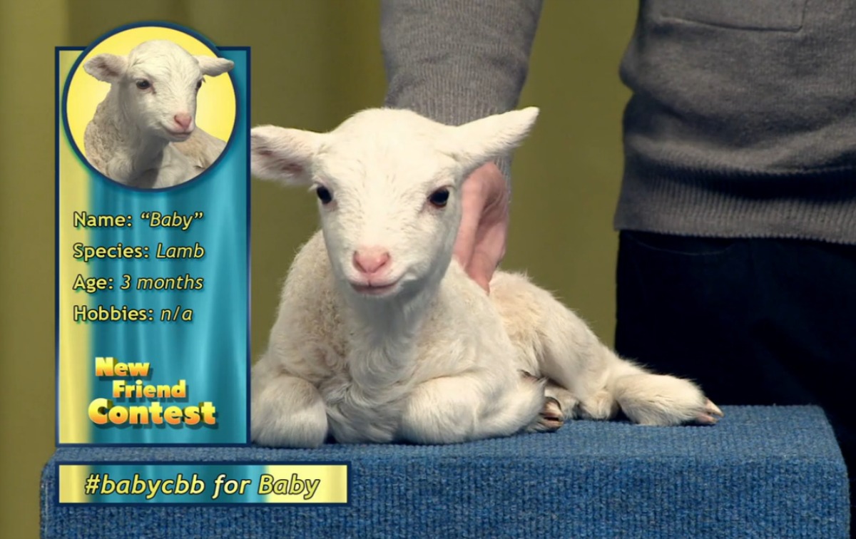 ComedyBangBang's tweet photo. Easter weekend: A good time to remind you of our new friend contest. Did you vote? #babycbb #bustercbb #pluckycbb https://t.co/Xjv3Krwrnm