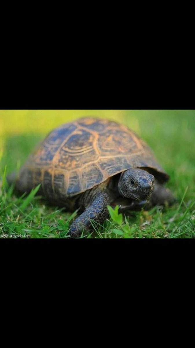 هلفتره انا بس ابي انام مدري اشبني بس احس بخمول مدري ليهه