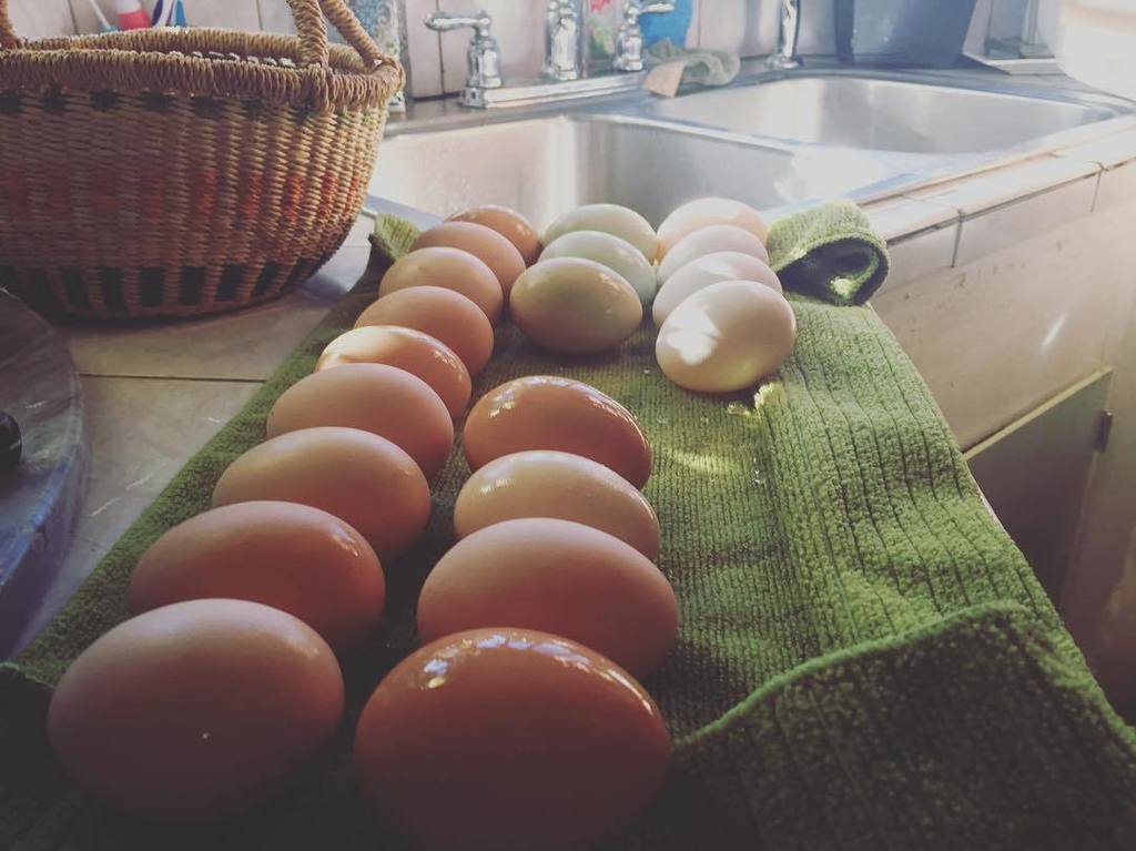EMilioMils's tweet image. via @placervilledoula: "Farm fresh eggs! What are you having for breakfast this morning? 🍳 #placervilledoula #farmf…