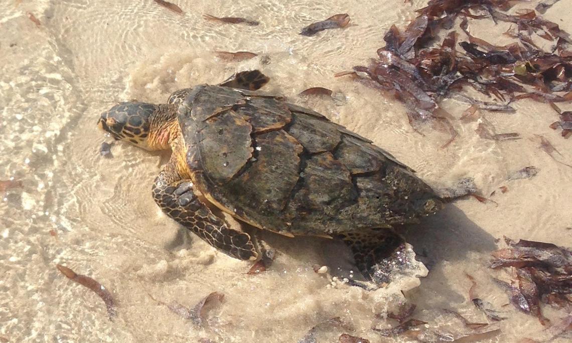 SustainableUNH's tweet image. #turtles are adorable. Did you know they are also part of Kenya&apos;s #ecodevelopment? unh.me/ZRzwX