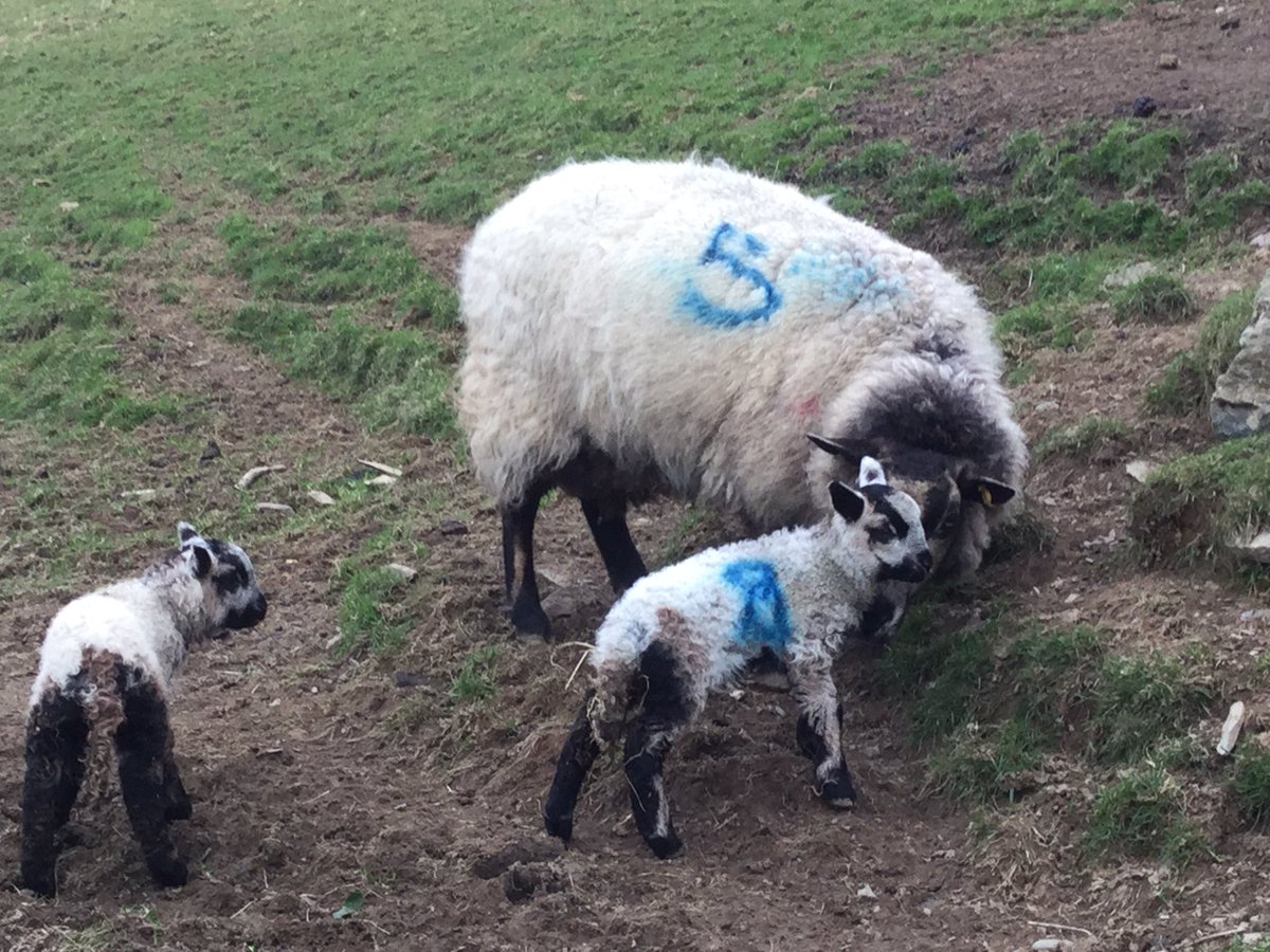 DyfiDistillery's tweet photo. A wonderfully busy day today #gin, but back at the farm, lambing work must go on #badgerfaced Welsh mountain https://t.co/ULs53Gofom