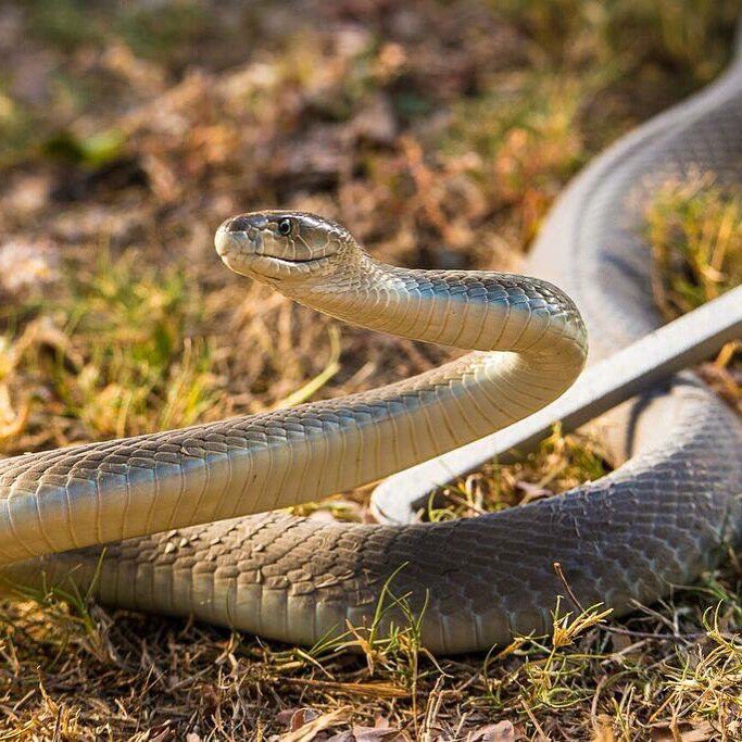 SnakeBytesTV's tweet photo. A Black Mamba I came across in Africa https://t.co/XZ8Jh4chPB