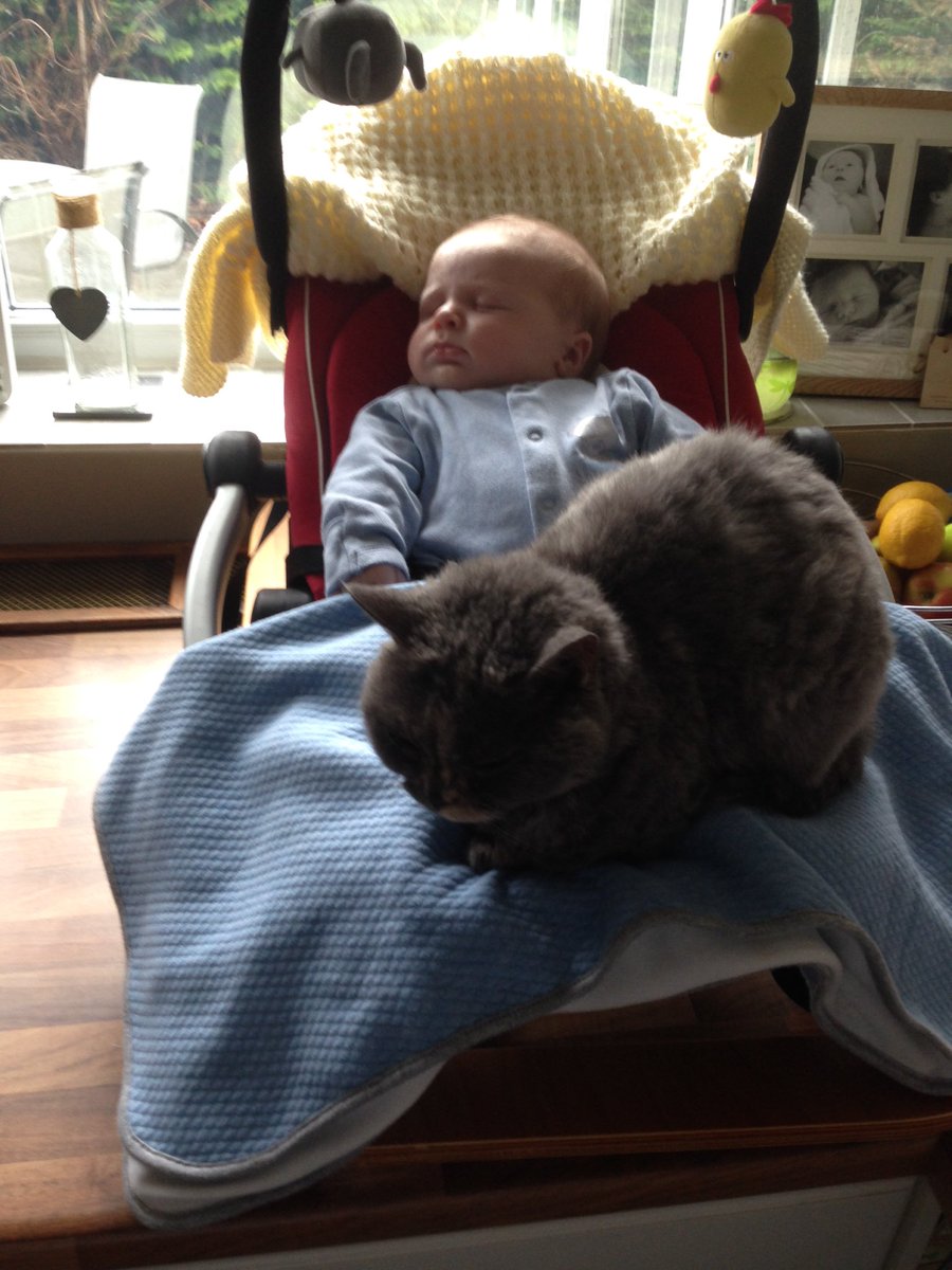 juicylucyeng's tweet photo. The many #catguards of baby Archie... https://t.co/OuW1ZyJ8Lg