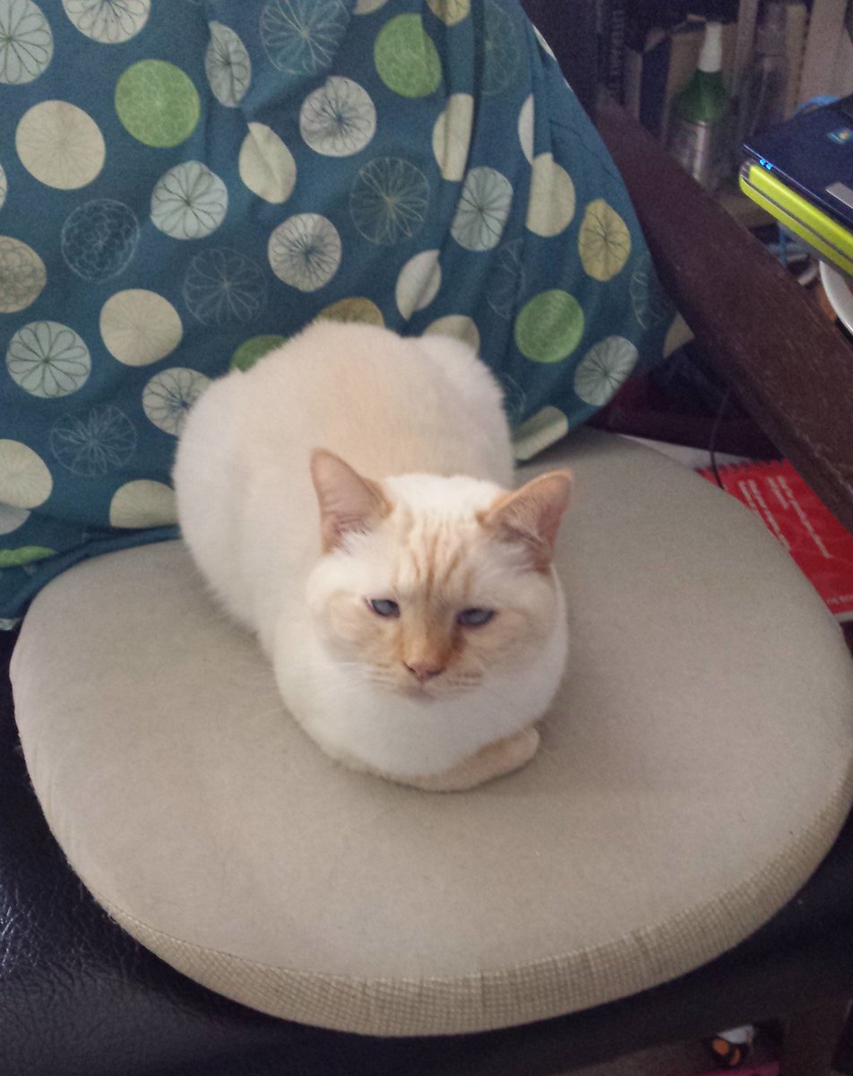 SirJackTheCat's tweet photo. I hear what you're saying, but I'm not convinced you need this chair more than I do. #CatsOfTwitter #Caturday https://t.co/VcpTdK81JH