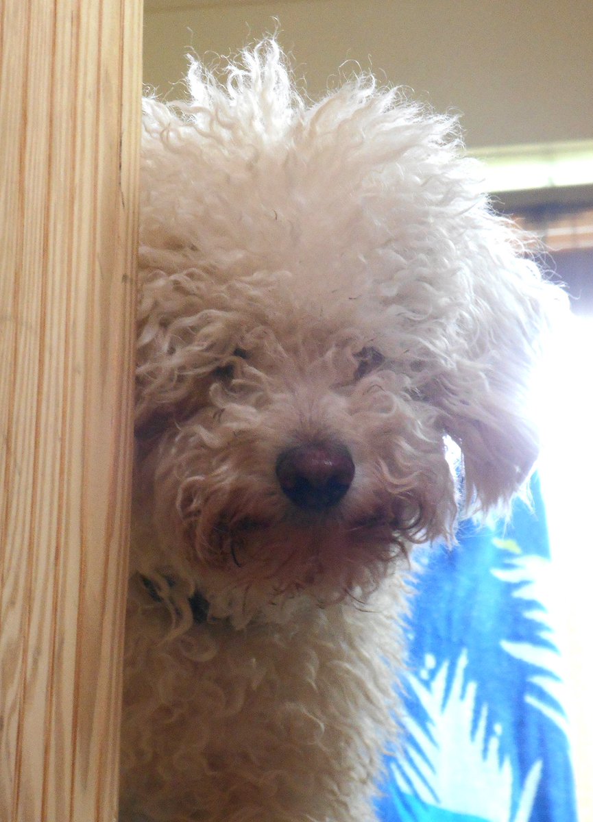 MeetToby's tweet image. This is a little more info about me, how I was rescued and how I got in a book! hazelmitchell.com/blog/2015/7/17…