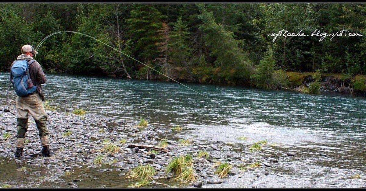 tightlinedfish's tweet image. #chasingsilvers in #alaska PC softhacke.blogspot.com