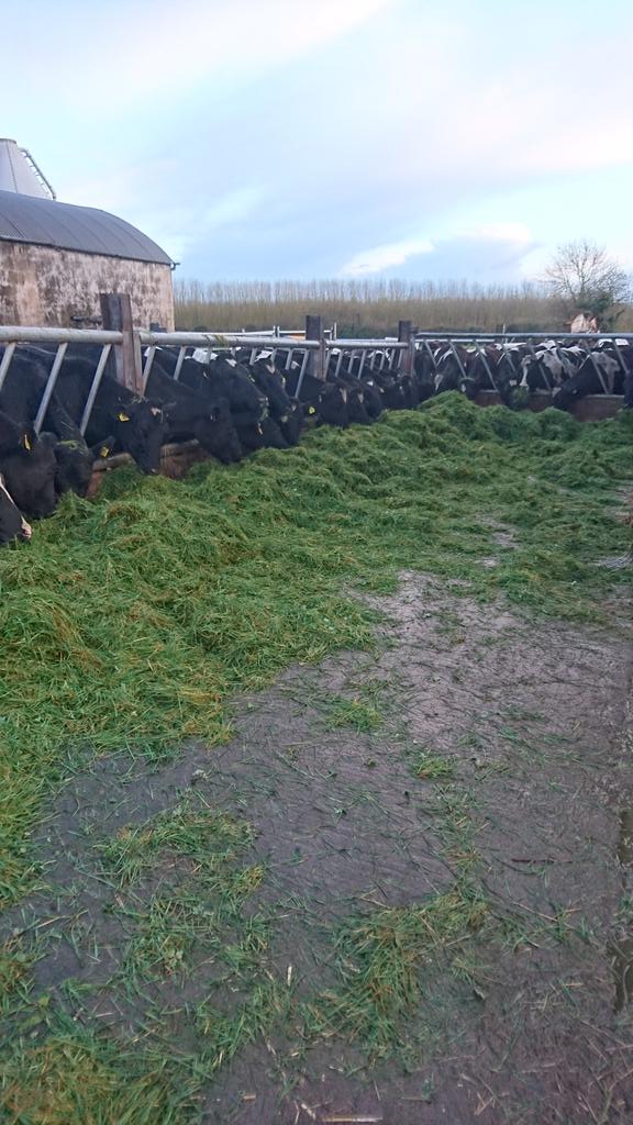Grass on tonights menu! #grasstomilk
