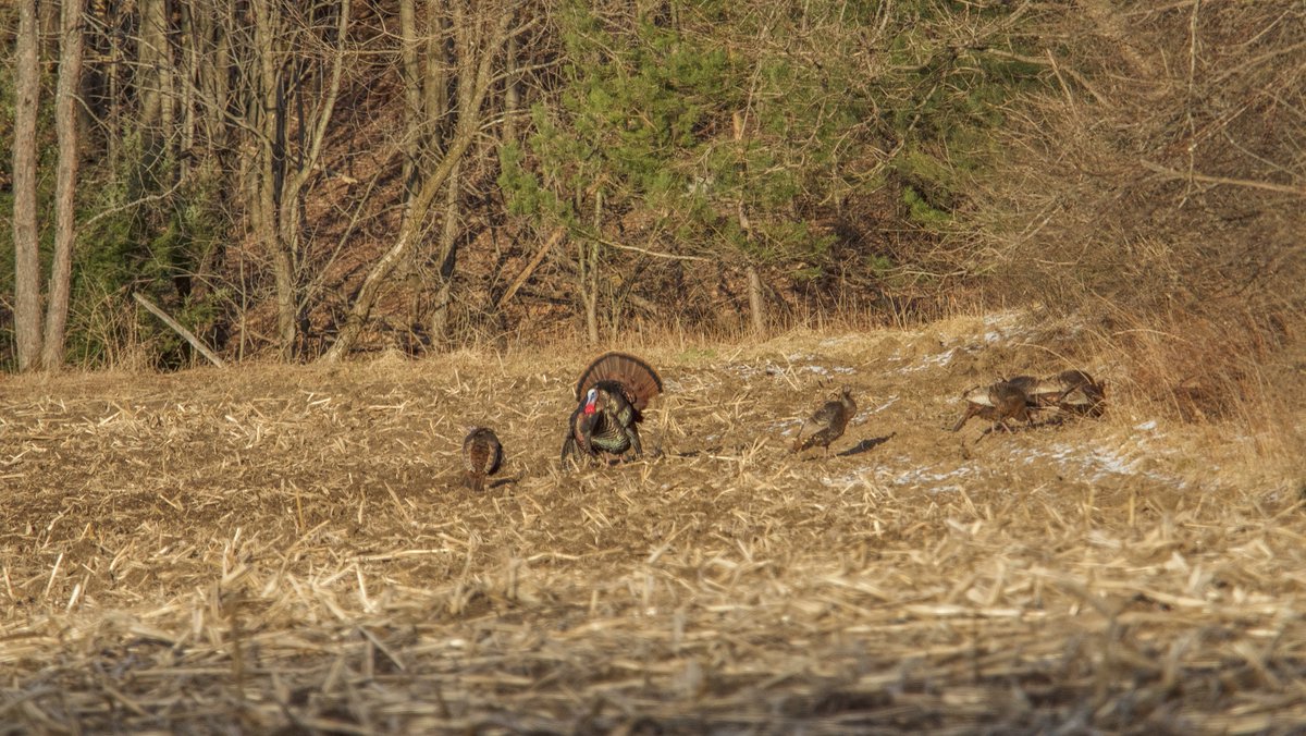 VPOPROS's tweet photo. Some recent Turkey action I captured recently here in Franklin Cty, NY !! https://t.co/8I4r9nTSgT