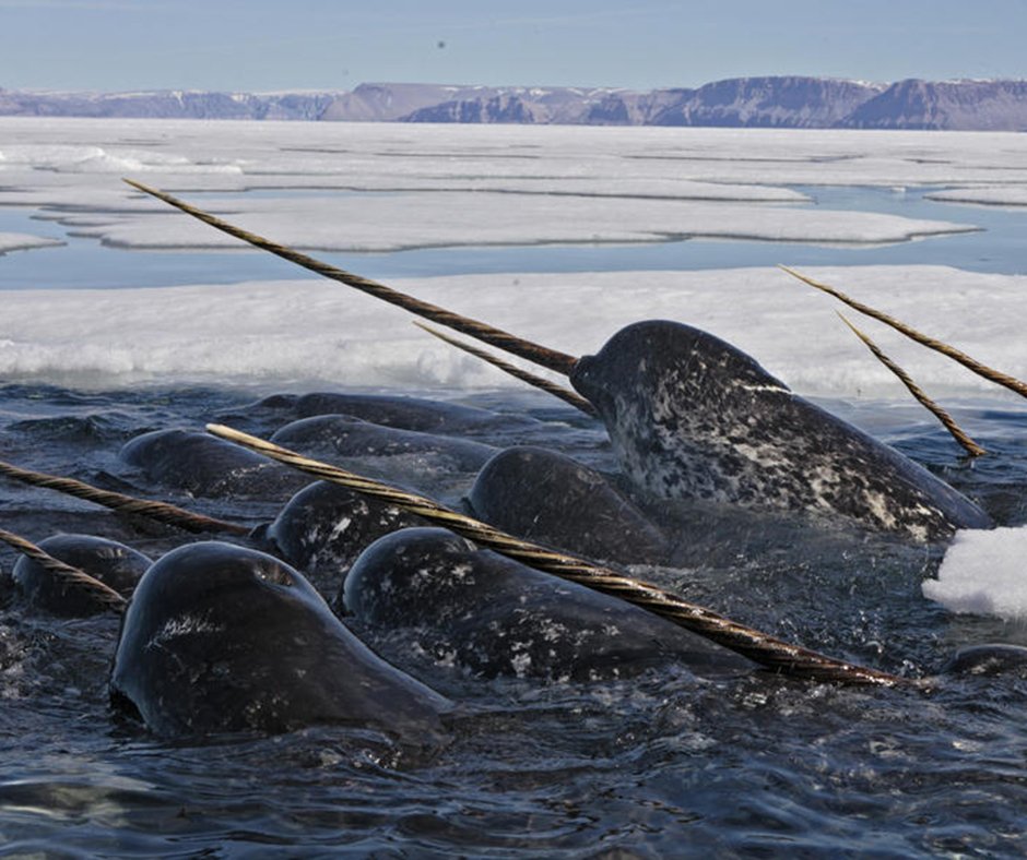 HealTheBay's tweet photo. Did you know? The #narwhal tusk is a sensory organ! https://t.co/NYISJPToCf #DYK https://t.co/NGTcNfXo4L