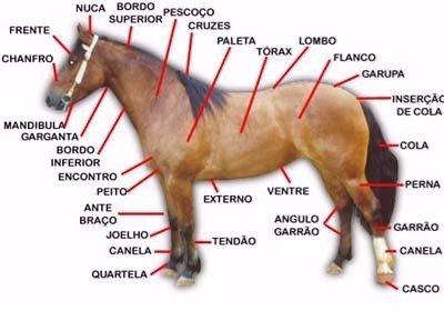 sertanejos (@gabypaulino7) on Twitter photo 