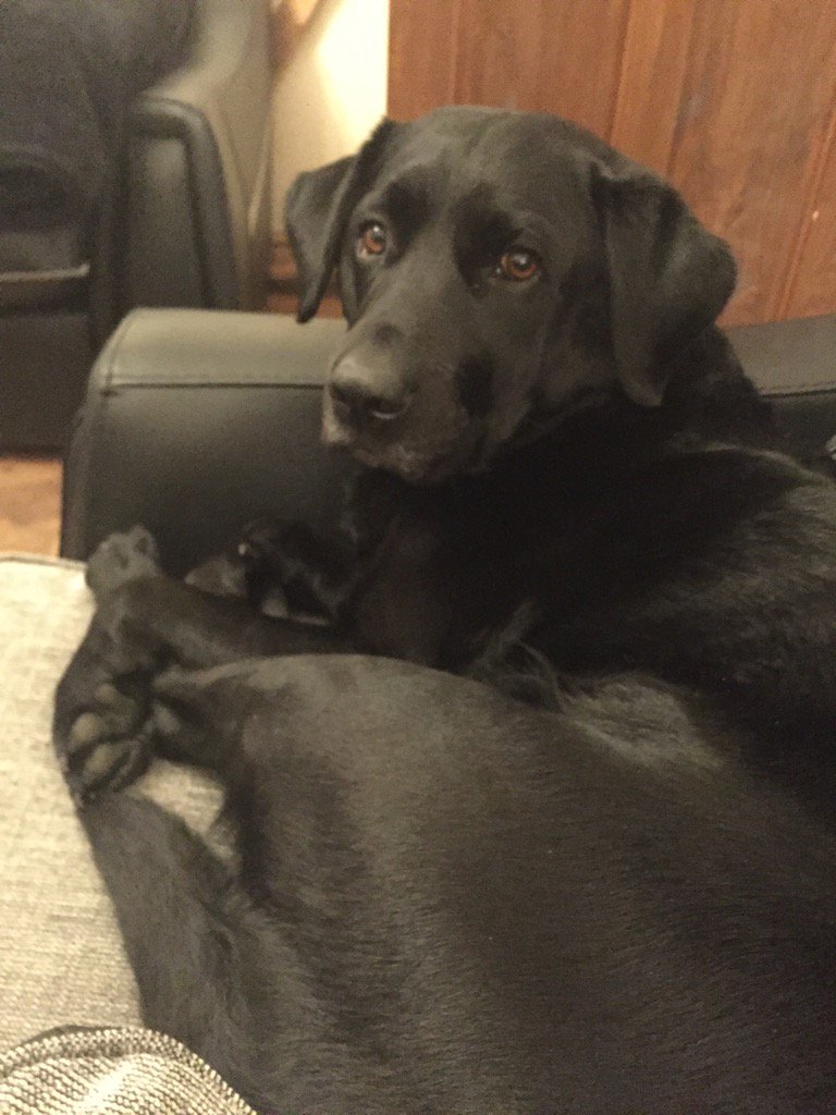 Halifaxrose83's tweet photo. My beautiful girl 🐶 https://t.co/nf34oa6KDd