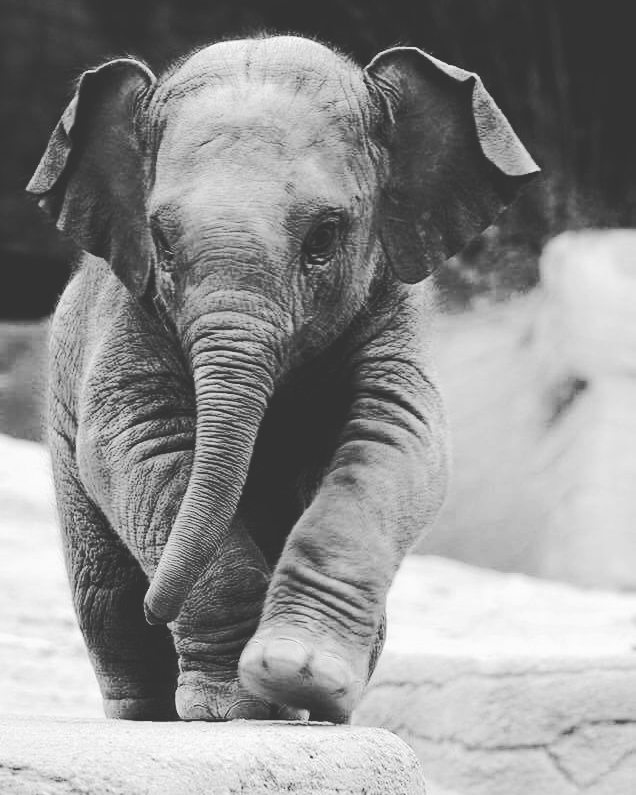 VictorAvelar's tweet image. The elePHPhant :) #CodingGeeks ift.tt/1UtdcvG