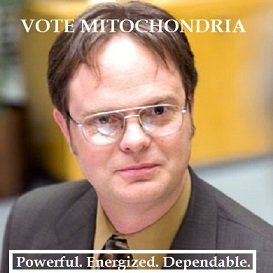 cellpowerhouse_'s tweet photo. #organellewars https://t.co/bGsvRZyAsj