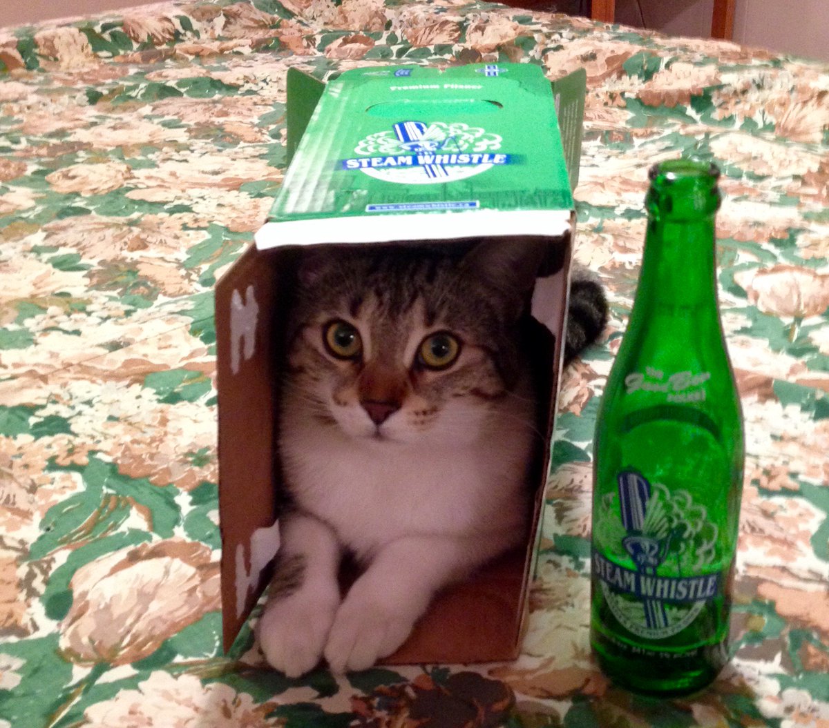 Wesley_E_Thomas's tweet photo. @SteamWhistle Happy Easter! #steamwhistle #cat #catinabox #freeadvertising https://t.co/lRMrWOrY2J